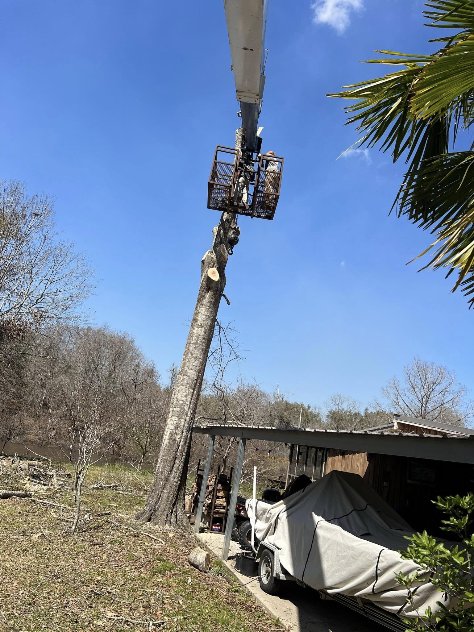 Mature oak ready for removal