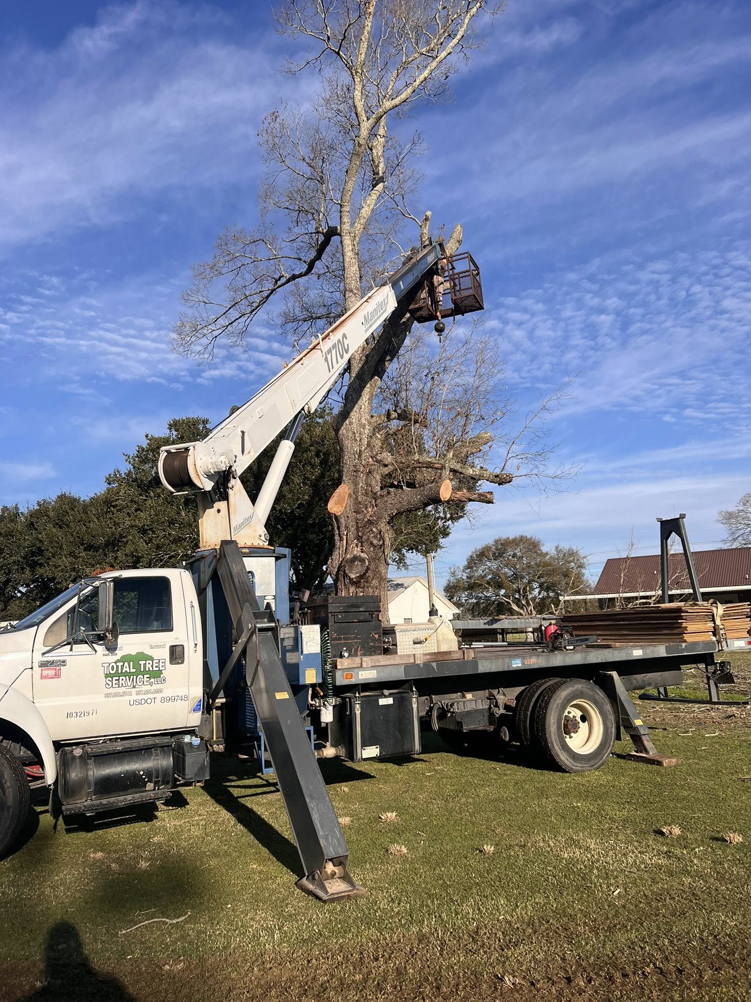Tree removal in progress