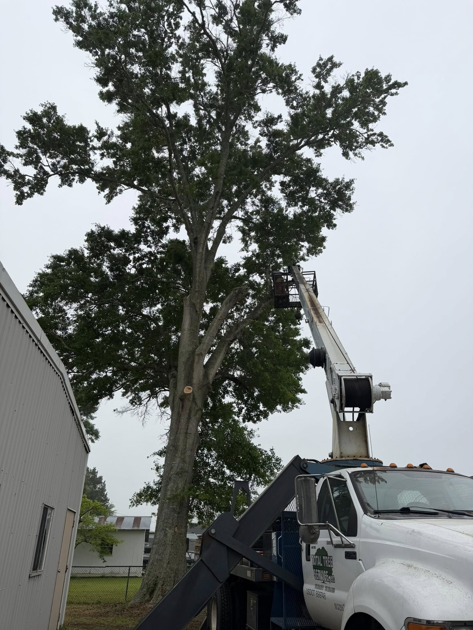 Tree trimming