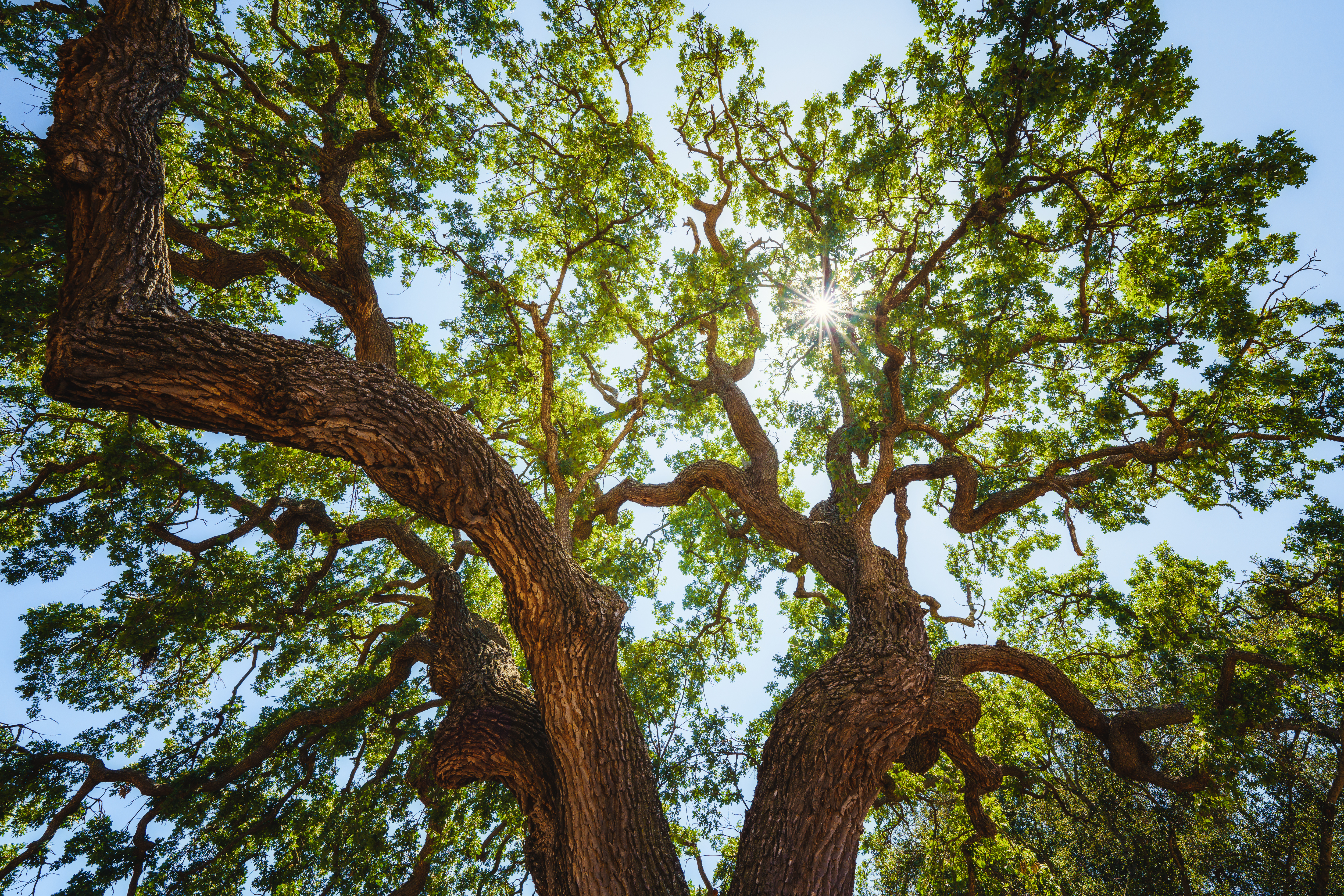 Mature oak ready for trimming or removal