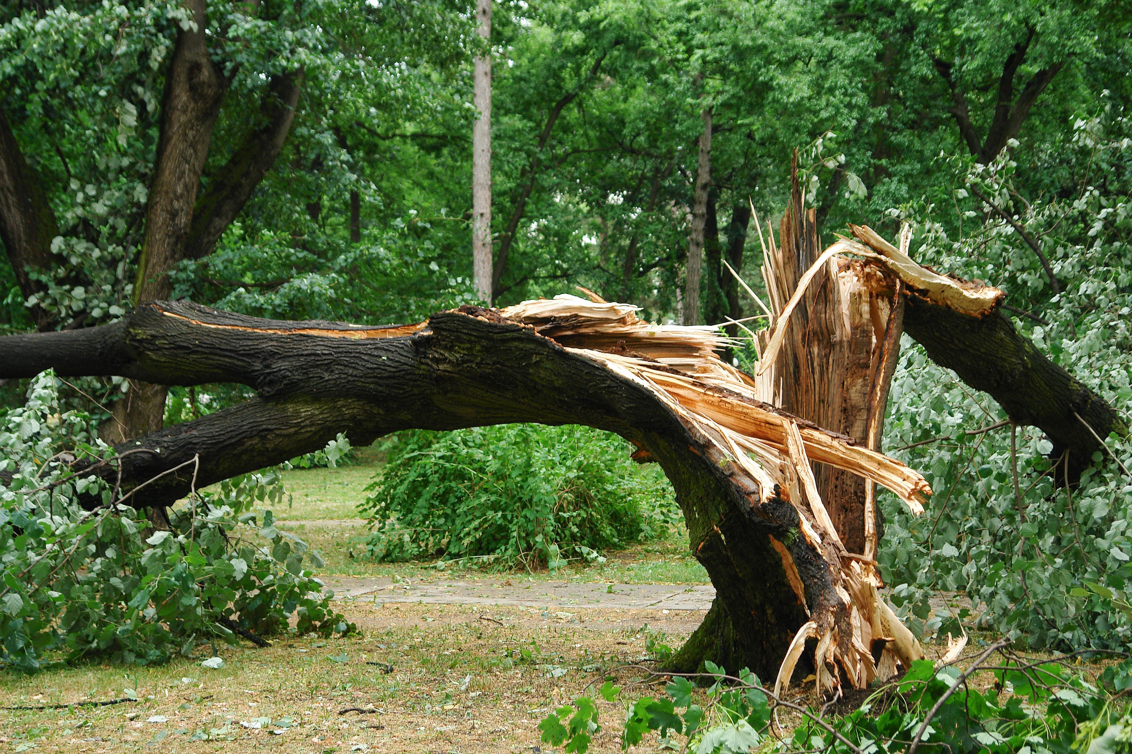 Storm cleanup & emergency tree service