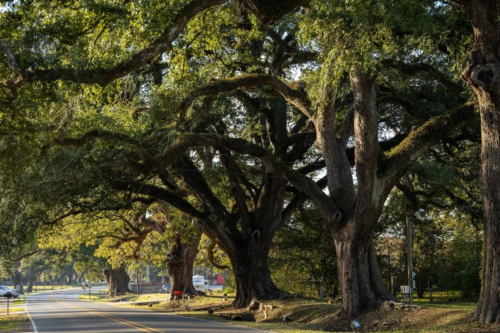 Towering trees in a Louisiana forest